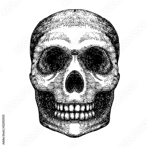 Hand drawing skull. Human skull sketch. Black and white illustration of skull with a lower jaw, hand drawn. Witchcraft magic, occult attribute decorative element. Death and mortality symbol. Vector.