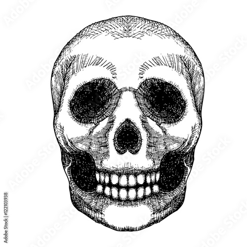 Hand drawing skull. Human skull sketch. Black and white illustration of skull with a lower jaw, hand drawn. Witchcraft magic, occult attribute decorative element. Death and mortality symbol. Vector.