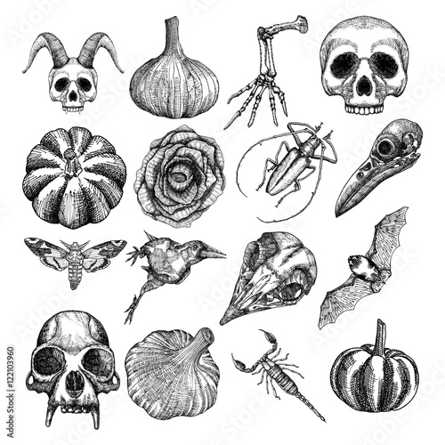Witchcraft magic, occult attributes set, decorative elements. Human, monkey skulls, garlic, skeleton lizard hand, pumpkin, black rose, bug, beetle, moth, hawkmoth, crow, bat, scorpion. Vector. 