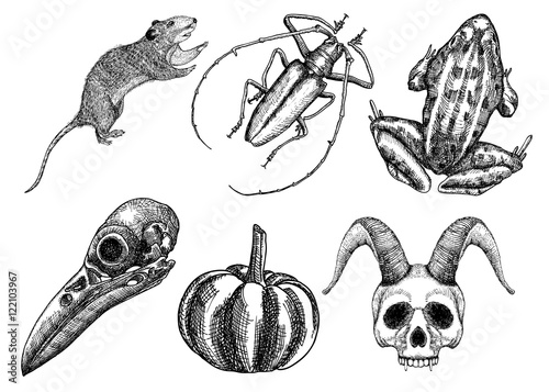 Set for Halloween. Set of witchcraft magic, occult attributes decorative elements. Human, demon with horns, bird skull, bug, beetle, insect, crow, rat, frog, pumpkin, garlic. Vector.