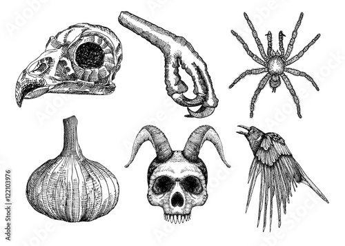Set for Halloween. Set of witchcraft magic, occult attributes decorative elements. Human, demon with horns, bird skull, bug, spider, insect, crow, garlic, bird leg. Folklore  attributes.  Vector.