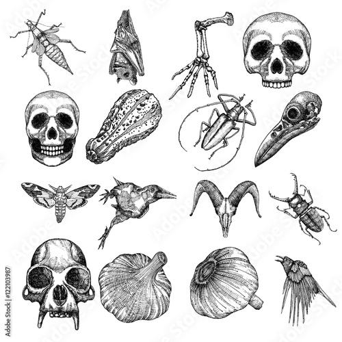 Witchcraft magic, occult attributes set, decorative elements. Human, monkey, bird, goat, crow skulls, garlic, skeleton lizard hand, pumpkin, bug, beetle, insect, moth, hawkmoth, bat. Vector.