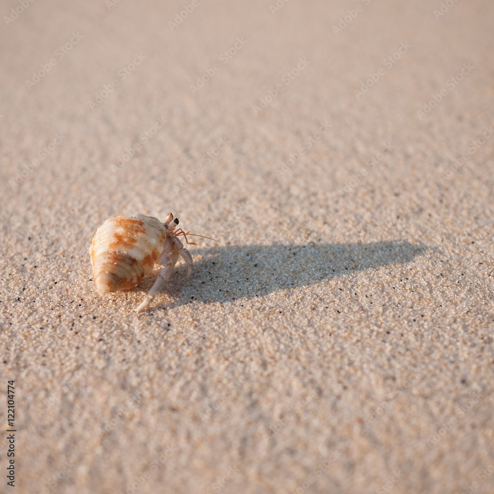 hermit crab with shadow on sand hermit crab with shadow on sand