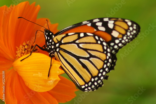 Monarch on English Marigold