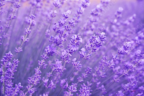 Close up of lavender flowers. Soft focus of lavender field.