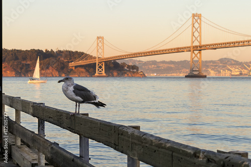 Single seagul hanging at San francisco Bay