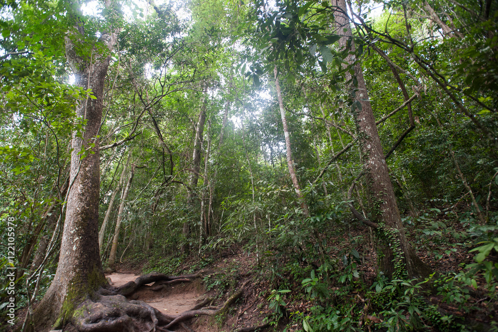 tropical rainforest,Khao Yai National Park Thailand (The World H tropical rainforest,Khao Yai National Park Thailand (The World H