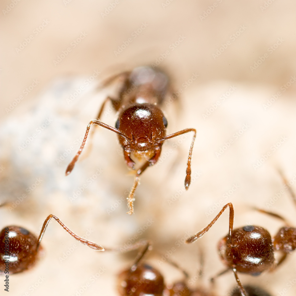 ant on the ground. macro ant on the ground. macro