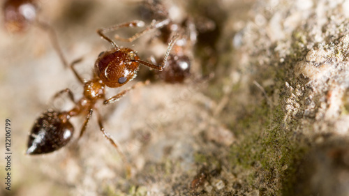 ant on the ground. macro