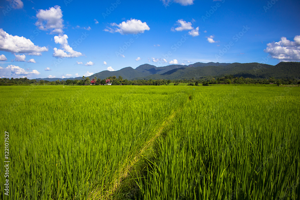 Fototapeta premium Rice field green grass blue sky landscape
