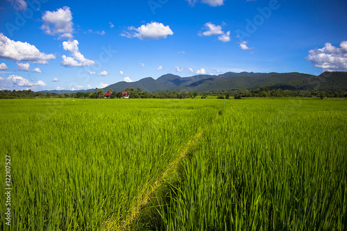 Rice field green grass blue sky landscape © max vector