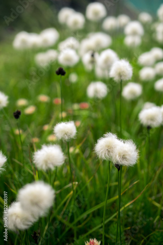 Field of cottongrass in the mountains