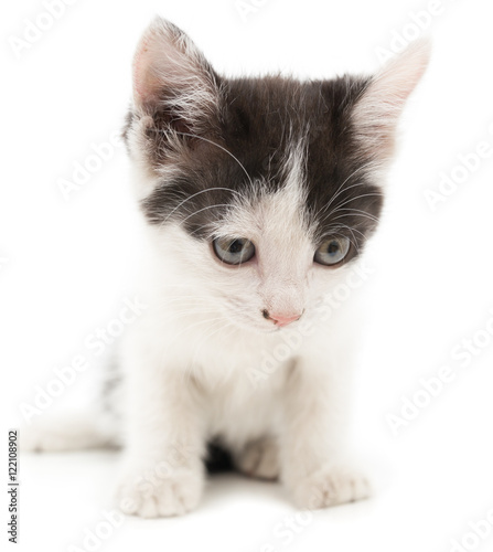 little kitten on white background
