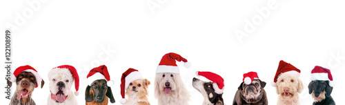 Reihe Hundeköpfe mit Nikolausmützen– Weihnachten