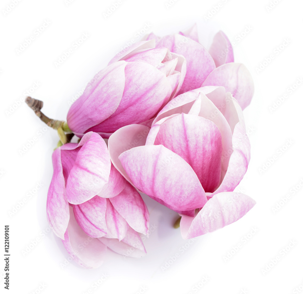 Fototapeta premium pink magnolia