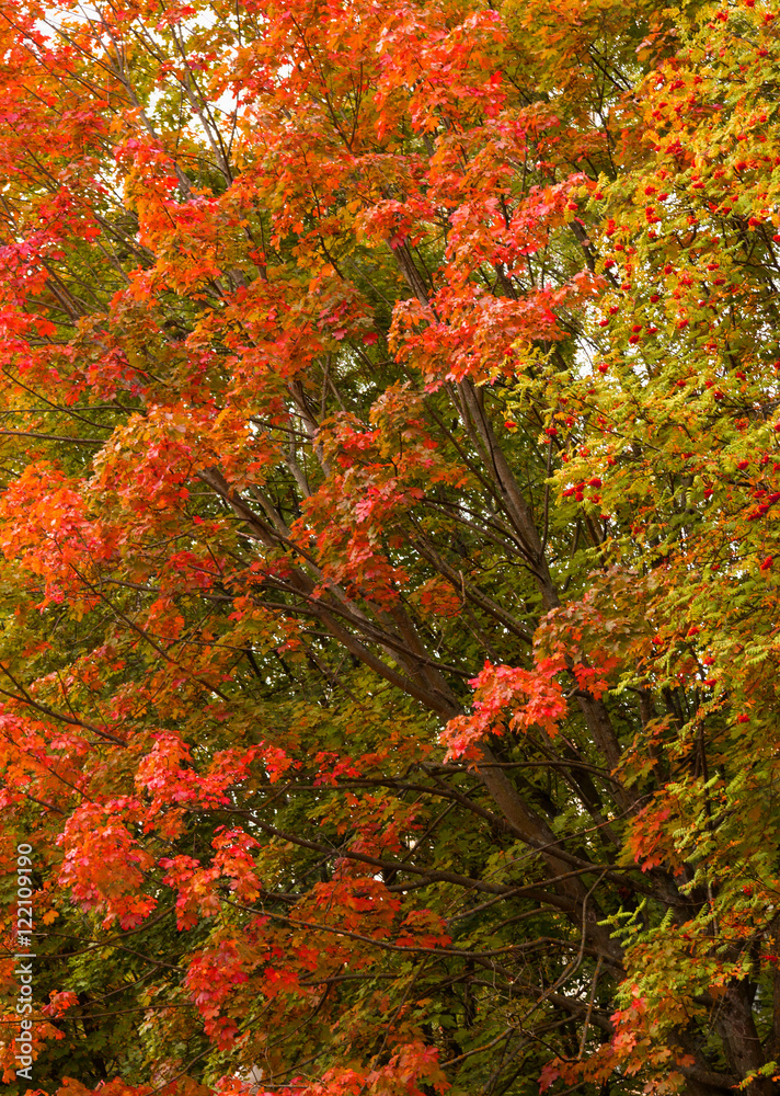 Artistic colorful oak autumn season leaves background. Artistic colorful oak autumn season leaves background.