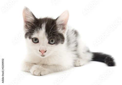 Fototapeta Naklejka Na Ścianę i Meble -  little kitten on white background