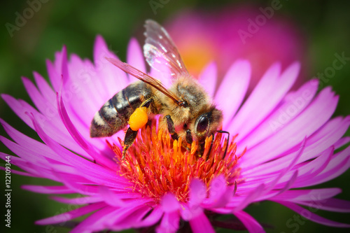 Fotografia The European honey bee (Apis mellifera) pollinating of The Aster (Symphyotrichum dumosum)
