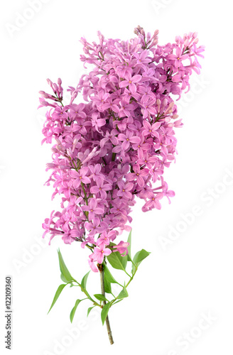 Fototapeta Naklejka Na Ścianę i Meble -   lilac flower