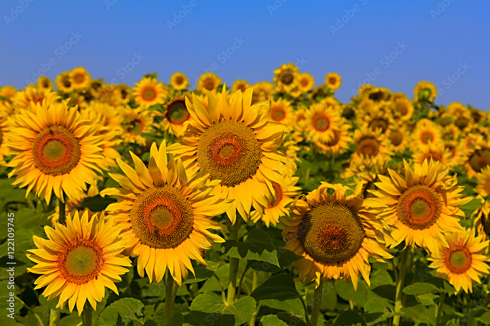 Fototapeta premium sunflower field over cloudy blue a sky