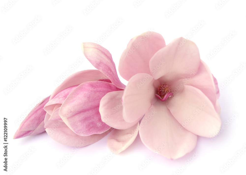 Naklejka premium magnolia