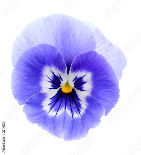 purple pansy flower © anphotos99