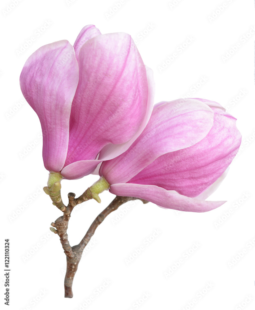Fototapeta premium magnolia flower