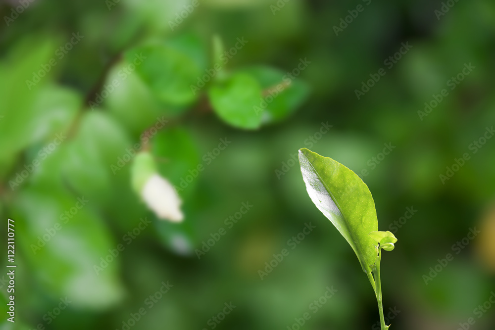 green seedling on plentifully nature green seedling on plentifully nature