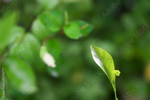 green seedling on plentifully nature