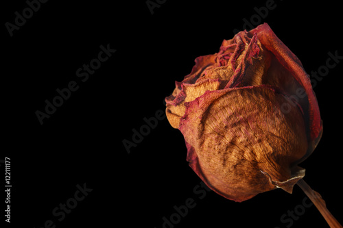 dry red rose on black, included clipping path