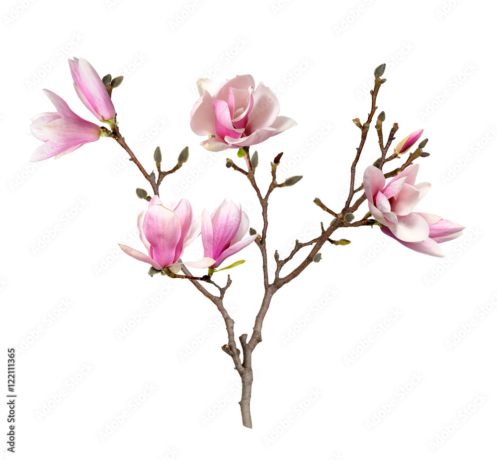 Obraz premium pink magnolia