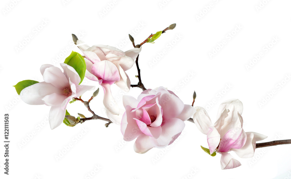 Fototapeta premium magnolia