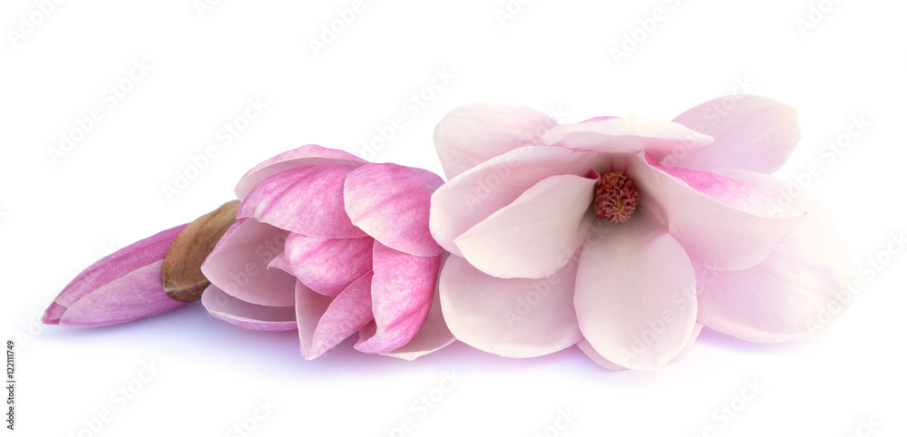 Naklejka premium pink magnolia flowe