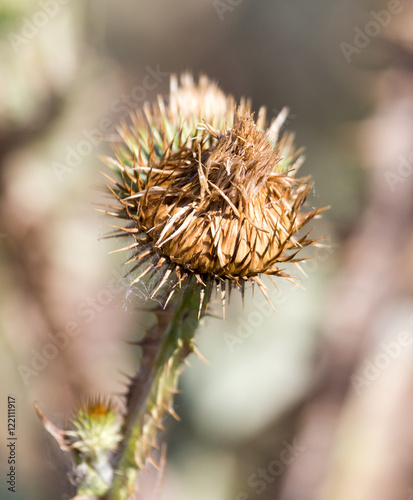 prickly plant in nature