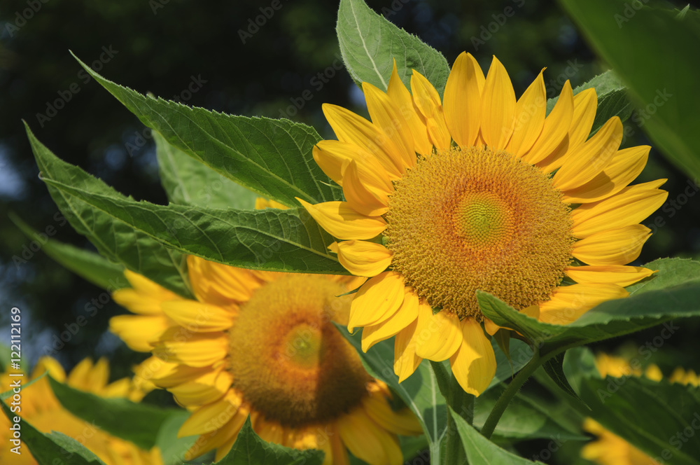 Obraz premium Sunflower closeup background and texture