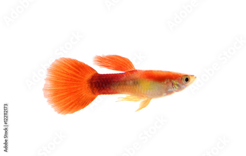 A guppy fish isolated on white background