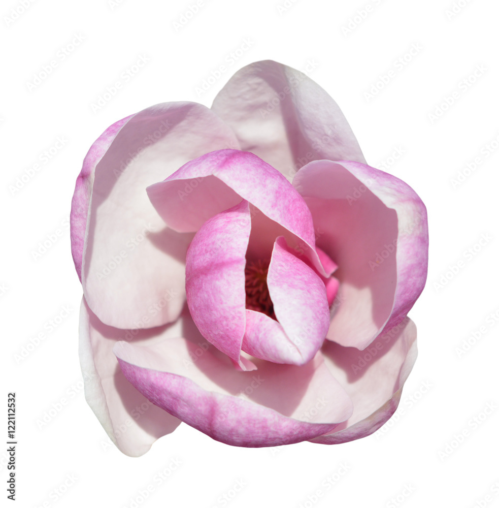 Fototapeta premium magnolia flower