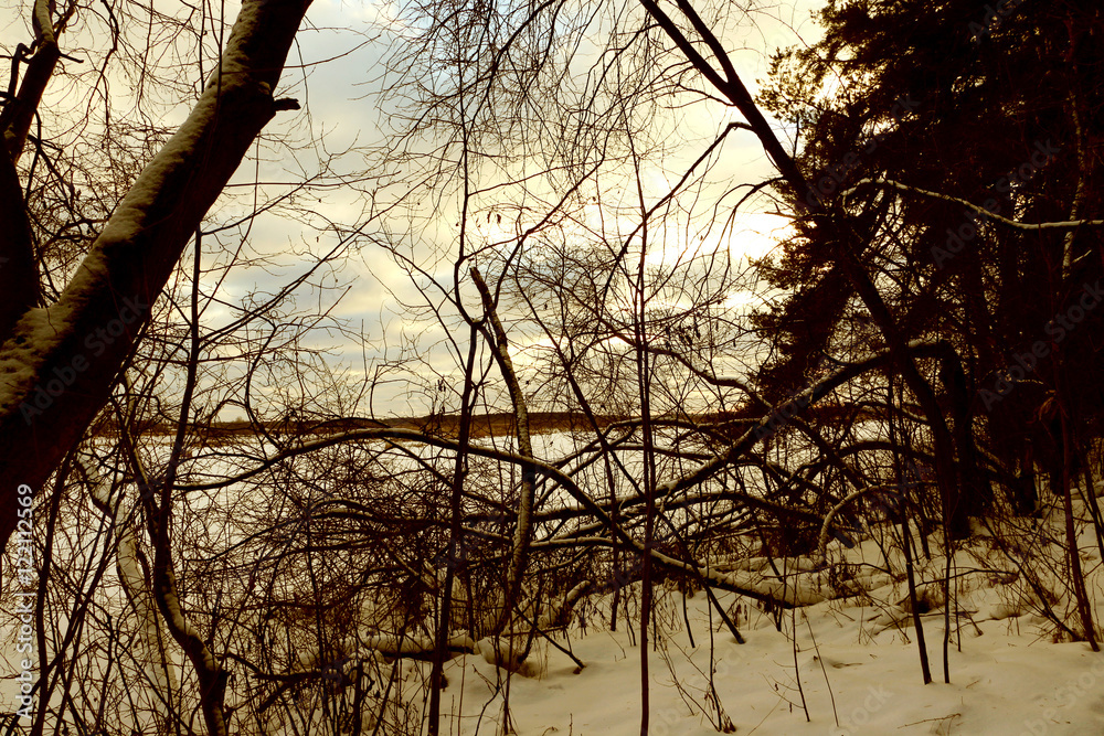 Forest in snow in a winter day Forest in snow in a winter day