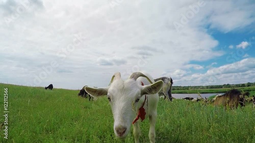 White goat on the meadow. 1920x1080. FHD video.