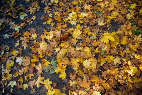 Background of fallen yellow maple leaves on wet autumn ground. 
