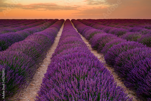 Lavender field on sunrise  Valensole plateau  France 