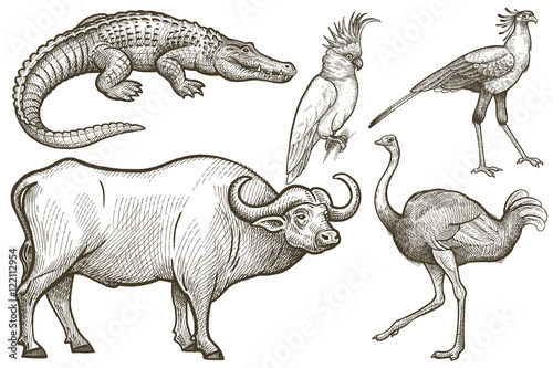 African animals set. Buffalo, Crocodile, Ostrich, Secretary bird, Cockatoo. Illustration Vector Art. Style Vintage engraving. Hand drawing.