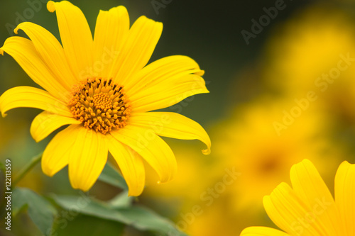 Yellow sun flower in blurred background.