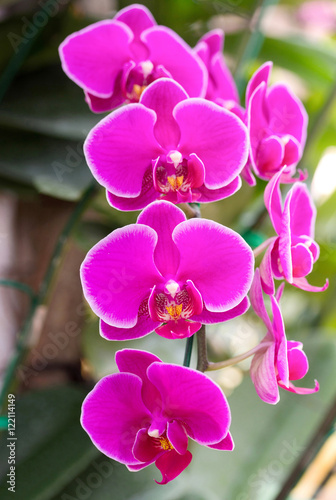 Pink phalaenopsis orchid flower