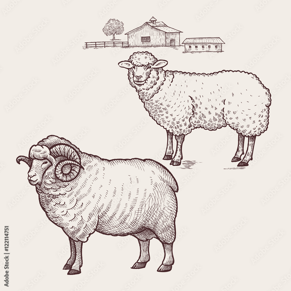 Sheep and ram. Vector.