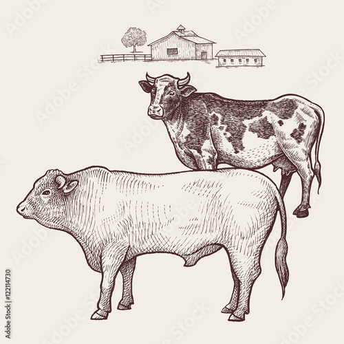 Cow and bull. Vector.