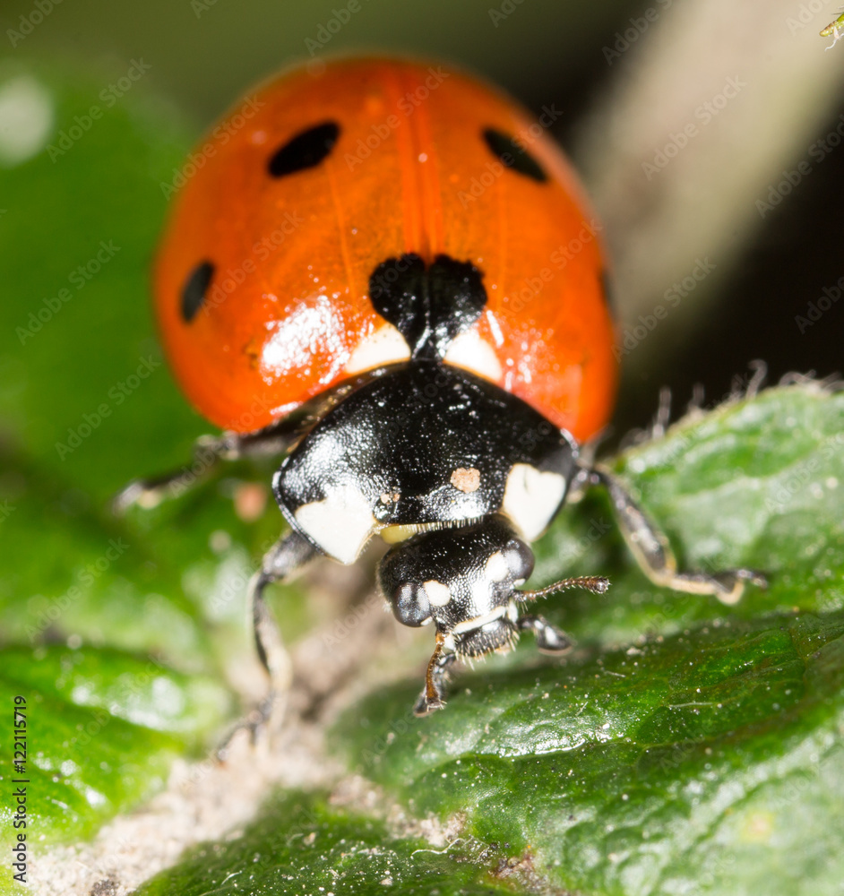 Fototapeta premium ladybug on a plant in the nature