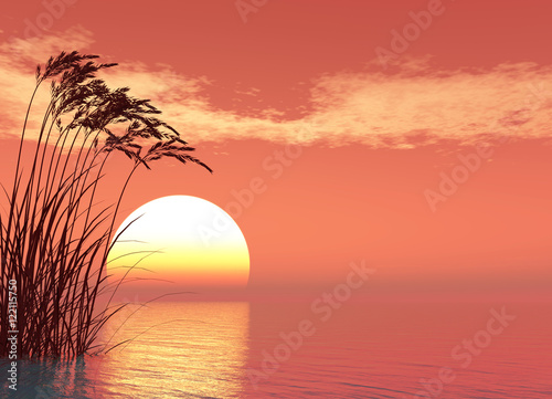 Reeds