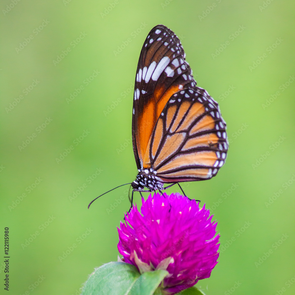 Fototapeta premium Motyle i kwiaty naturalne