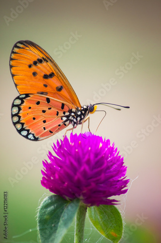 Wallpaper Mural Butterflies and flowers natural Torontodigital.ca